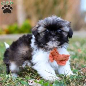 Oliver, Shih Tzu Puppy